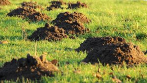 molehill-231386_1280-1024x576