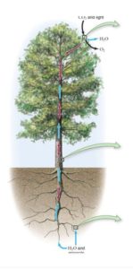 xylem soaks up water from roots and the water can escape through little holes in the leaves that open and shut. When the holes open more water is pulled up the xylem tubes because there is less pressure at one end than then by the roots 
