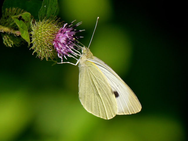 Small White (underwing)