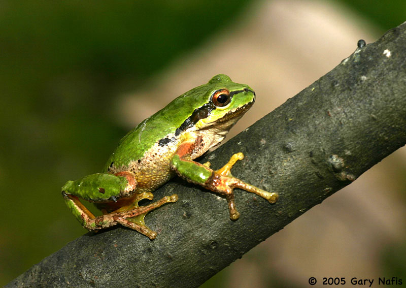 Pacific tree frog /chorus frog :  Pseudacris regilla
