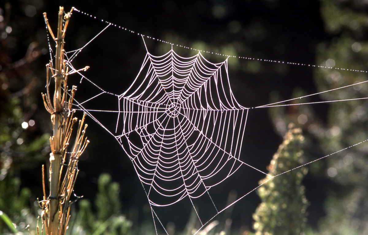 Mimic A Spider Web