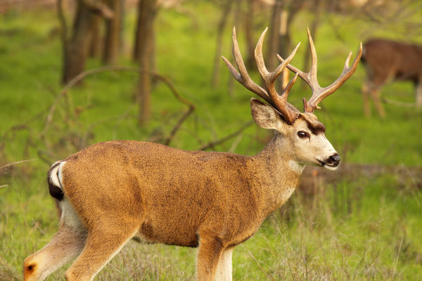 Mimic a black-tailed deer.