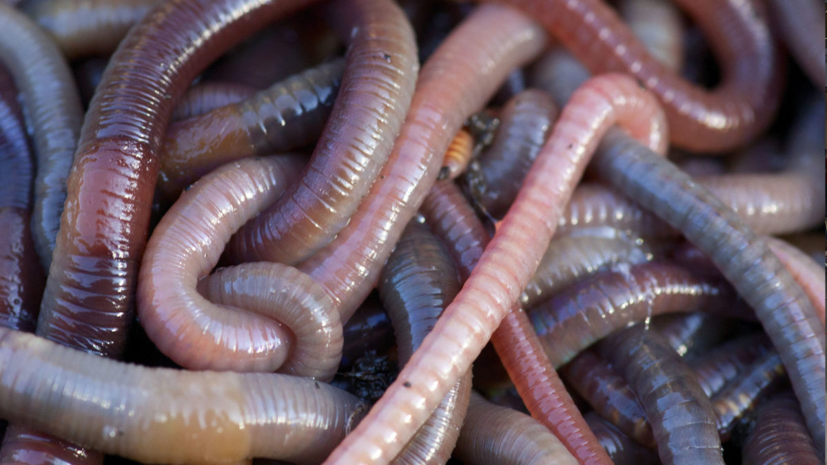 Mimic Earth Worms